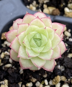 佳美花轩 女妖 女王玫瑰 多肉植物 一物一拍