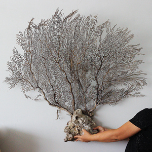 1米超大天然海底树海铁树海柳黑珊瑚家居摆件墙面装饰裱画框鱼缸