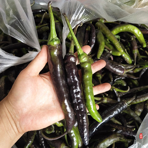 黑皮辣子新鲜蔬菜食用德宏特产农家自种生辣椒很辣火烧蘸水泡椒