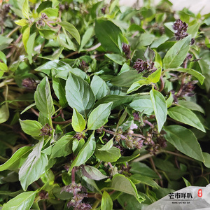 九层塔食用新鲜金不换非罗勒叶冬阴功香料250g撵山狗金盖炒牛肉