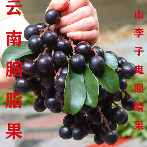 胭脂果山李子鬼眼睛果云南德宏野生新鲜水果酸酸果孕妇带杆500克