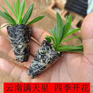 满天星小苗开花快重瓣伊洛斯星空白娑尔盆栽花卉绿植花店包邮鲜花