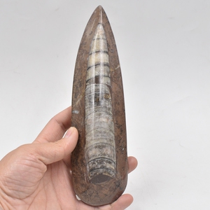 中华震旦直角石摩洛哥角石化石古海洋动物化石地质科普教学标本