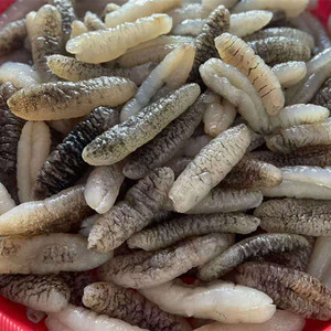 泡中国大陆水产发好即食明秃参淡干野生光秃海参非刺参辽参元包邮