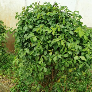 云南刺五加苗五加皮苗野菜紫五加苗五加树苗五加茶苗盆栽野菜