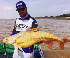 艾温铁甲武士鱼