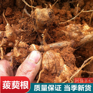 现挖新鲜金刚藤根1斤老根头菝葜根拔契干货马甲簕金刚刺中药包邮