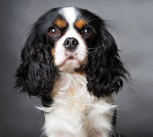 纯种健康英国骑士查理王小猎犬幼犬查理王子可在线视频挑选发货