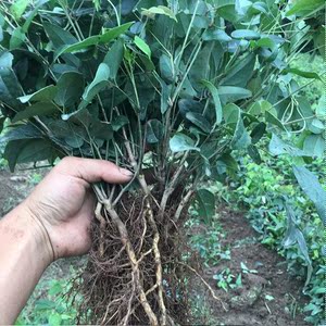 【八月炸野果果苗】八月炸野果果苗品牌,价格 - 阿里巴巴