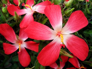 100粒五指山参花卉绿植物盆栽好养易活特价