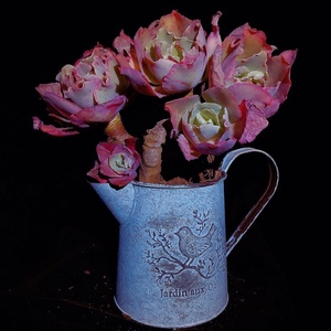 高砂之翁舞会红裙女王花笠多肉植物木质化老桩室内花卉绿植盆栽