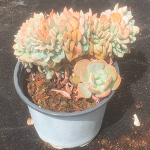 滨海缀化 稀有缀化 带龙头板子缀板 云南多肉植物 一物一拍 景天