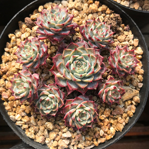 原始海滨格瑞多肉