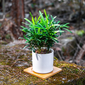 北欧ins风 罗汉松小绿植办公室内桌面盆栽耐阴植物易养活净化空气