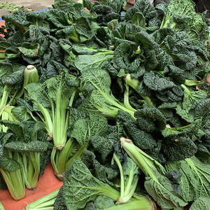 黑白菜新鲜蔬菜5斤河南黑叶白菜 乌塌菜 乌白菜 青杆黑菜非黄心菜
