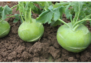 四川特产新鲜脆嫩茄莲 苤蓝 球茎甘蓝 橄榄球 大头菜土苤 5斤装