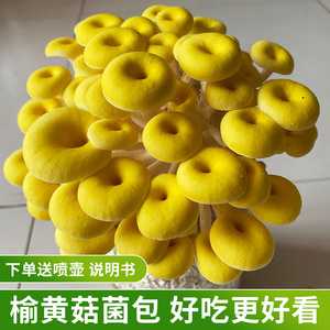榆黄菇菌包蘑菇种植包蘑菇菌包菌菇种植包家庭种植蘑菇菌种食用菌