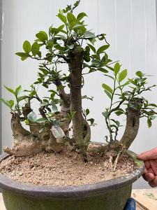 金豆盆景老桩熟桩抱石庭院阳台美观净化空气盆栽一物一拍窗台植物