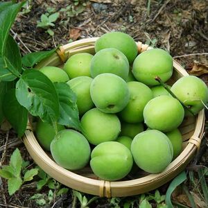 广东新鲜青梅现货现摘野生散装梅子泡酒酸梅韶关5斤农家自种生梅