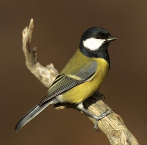 手工料大山雀料粉贝子红子黑子饲料黄腹山雀北尾红鴡两包一斤包邮