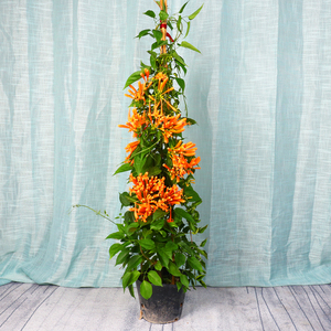 炮仗花凌霄花大苗盆栽垂吊爬藤四季常青植物阳台庭院好养花卉绿植