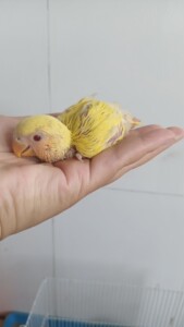 【金头鸟】金头鸟品牌,价格 - 阿里巴巴