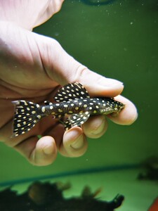 南美异形鱼l007/029银河坦克龙钻坦克黑白点除藻清道夫底层观赏鱼