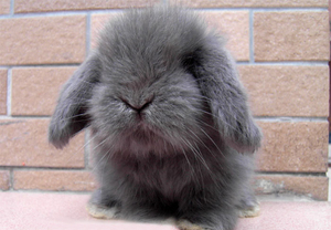 短耳朵兔子是什么品种图片