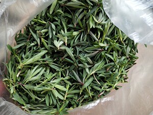 山东野生山苜楂野菜山蚂蚱菜山珍菜新鲜 8元一斤5斤包邮有机