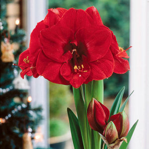 【新到现货】南非进口洋朱顶红种球 圣诞快乐 merry christmas