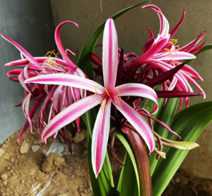 【现货】原生红花文殊兰种球(crinum amabile)