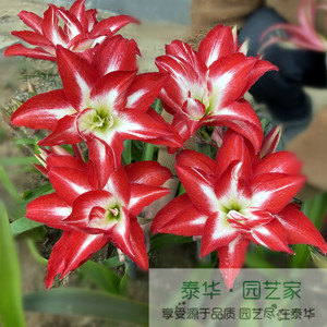 【新到现货】泰华园艺荷兰进口朱顶红种球 双重漩涡 splash 多花