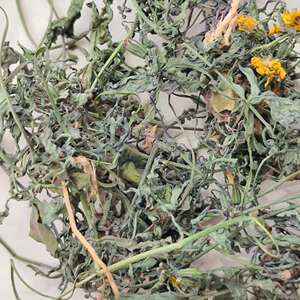 中药材新货小金英 小本蒲公英 干兔子草兔仔菜鹅仔菜英仔草兔儿菜