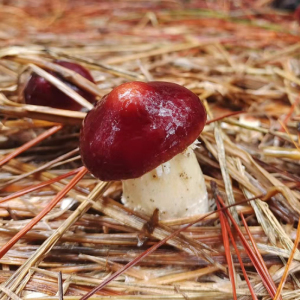 江西野生蘑菇新鲜