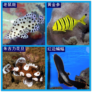 海水鱼观赏鱼海洋活体海鱼群游黄金参红边蝙蝠鱼老鼠斑水族宠物鱼