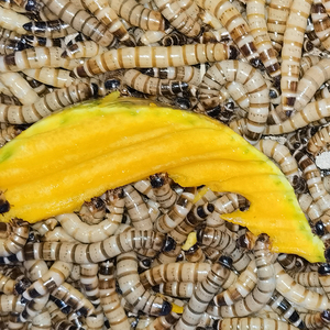 大麦虫 活虫鲜活面包虫大号黄粉虫鱼食八哥画眉鸟食活体虫子饲料