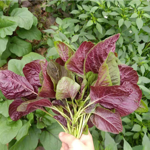 红苋菜新鲜农家