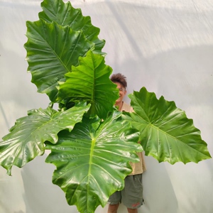 波尔图巨浪海芋 alocasia portora 室内大型ins风绿植毛坯风绿植
