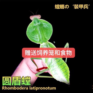 包邮圆盾螳螂活体宠物昆虫活体宠物昆虫宽菱背螳螂盾螳办公室宠物