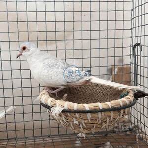 雪鸽活体蓝白尾宝石姬地鸽子原色驼色宠物薄雪鸽珍珠鸽观赏鸟活物