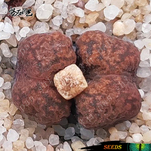 火柴勋章 mg1456.7-sb1493 肉锥花种子 番杏科 多肉植物 磐石园艺