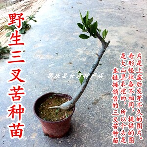 三叉苦种苗 三丫虎树苗山野中药材盆栽庭院三桠苦苗原杯原泥发货