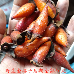 金樱子野生新鲜现摘