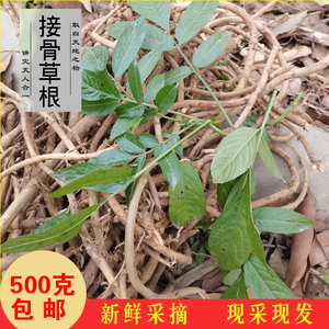 接骨木草