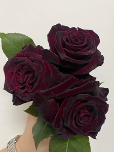 黑巴克黑红色多季开阳台月季大苗浓香大花玫瑰花苗盆栽花卉绿植物