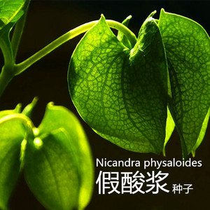假酸浆籽