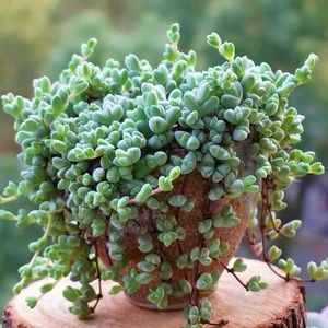 【碧玉群生】碧玉群生品牌,价格 - 阿里巴巴