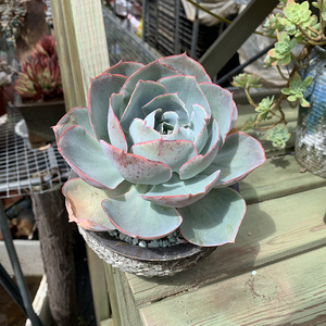 达芬奇密码经典多肉大单头周正老桩昆明包邮发货耐看好养阳台植物