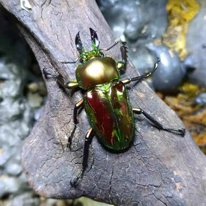 澳洲彩虹楸甲金龟子宠物活体甲虫白条花金龟幼虫成虫大兜虫秋甲