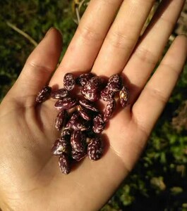 菌类香菇煲汤大凉山土特产野生羊肚菌干蘑菇50g非500g寄居者199260